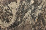 Fossil Leaf (Metasequoia sp) Plate- McAbee, BC #226076-1
